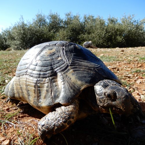 Discover secret Hymettus. Hiking guided day tour in Athens