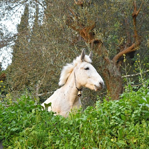 Trekking in the mountainous heart of the Peloponnese