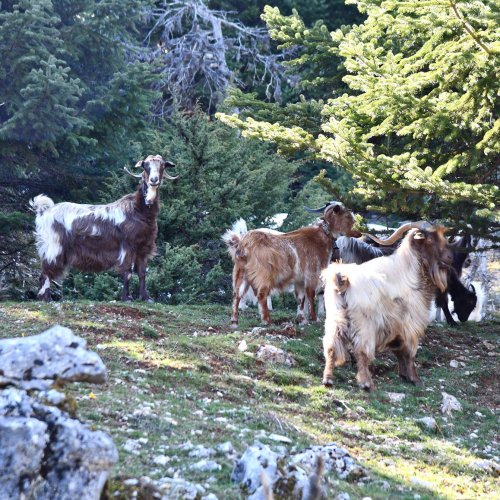 Trekking in the mountainous heart of the Peloponnese