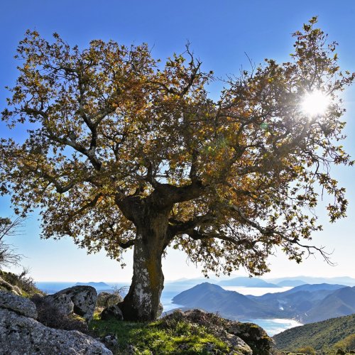 Au pays d'Ulysse – les îles Ioniennes : Corfou, Leucade, Ithaque, Céphalonie et Zante