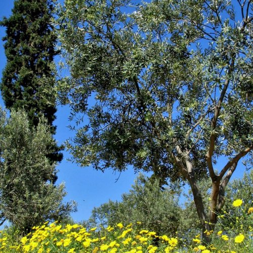 Bike holidays on the island of Spetses